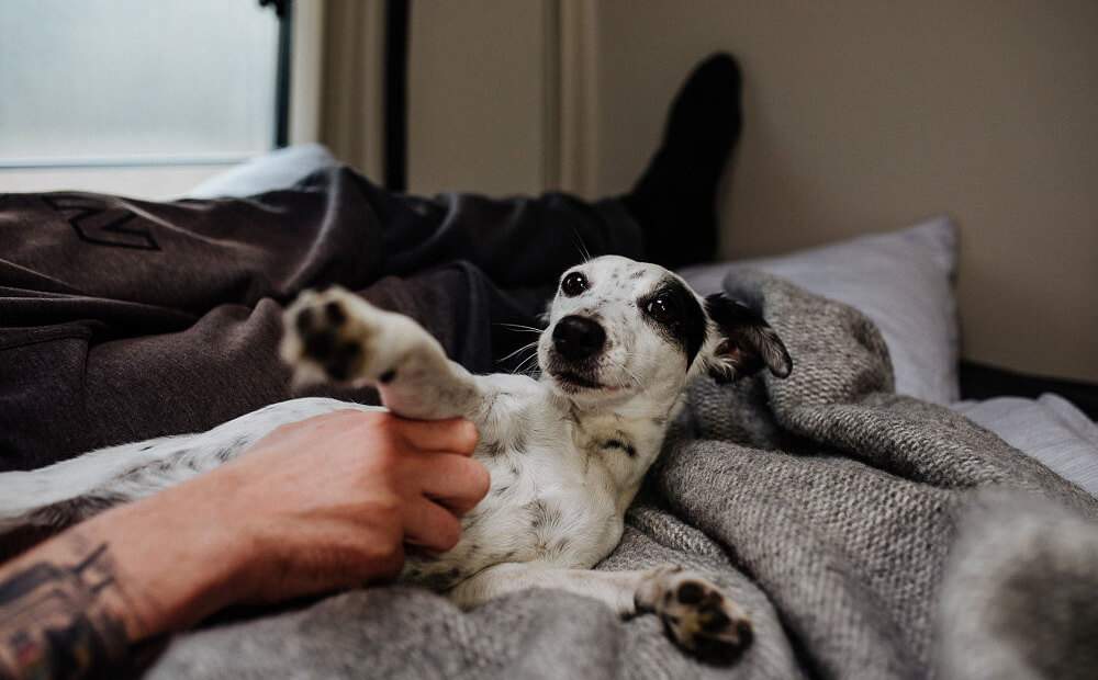 Wohnmobil mieten mit Hund - Hunde Hannes